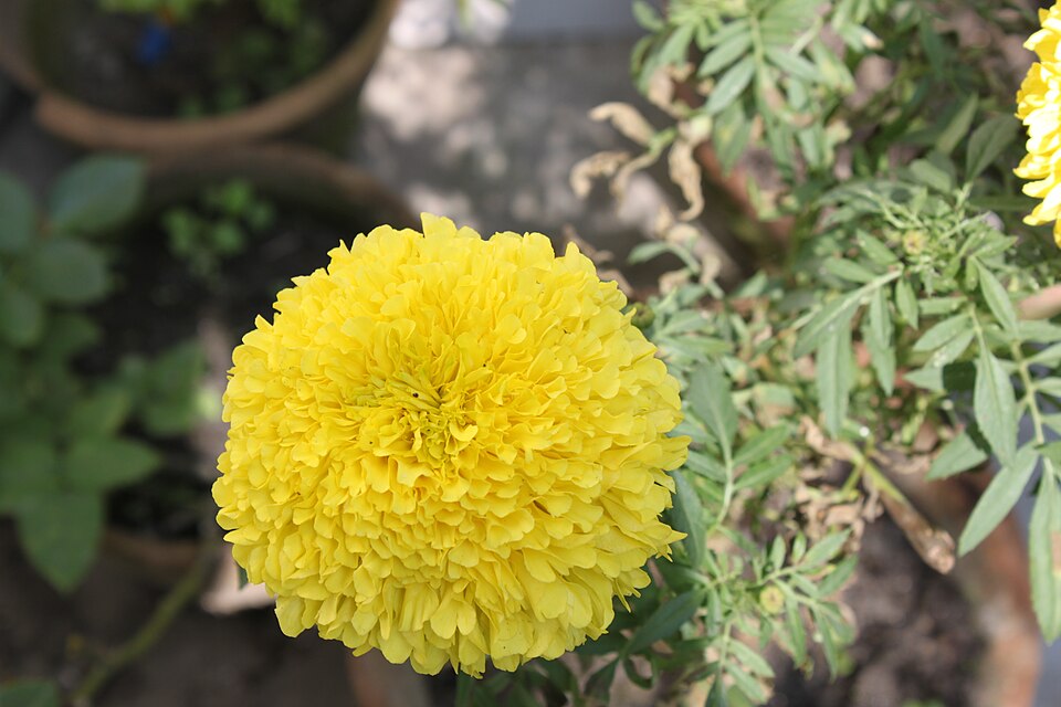 Tagetes (Marigolds) (alternate view 2)