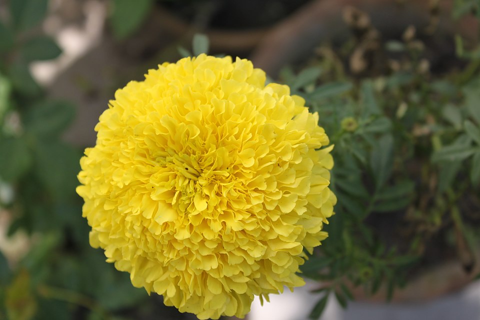 Tagetes (Marigolds) (alternate view 3)