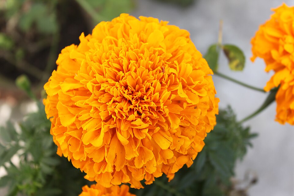 Tagetes (Marigolds) (alternate view 4)