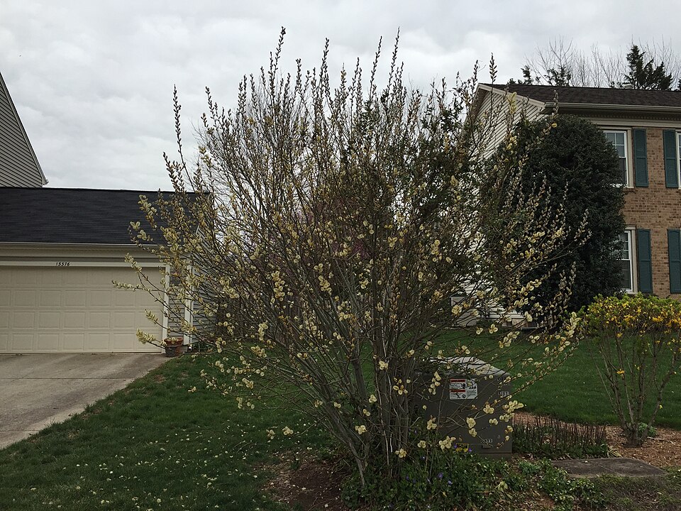 Salix discolor (White Pussy Willow) (alternate view 8)