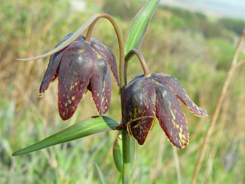 Fritillaria affinis (Chocolate Lily) (alternate view 6)