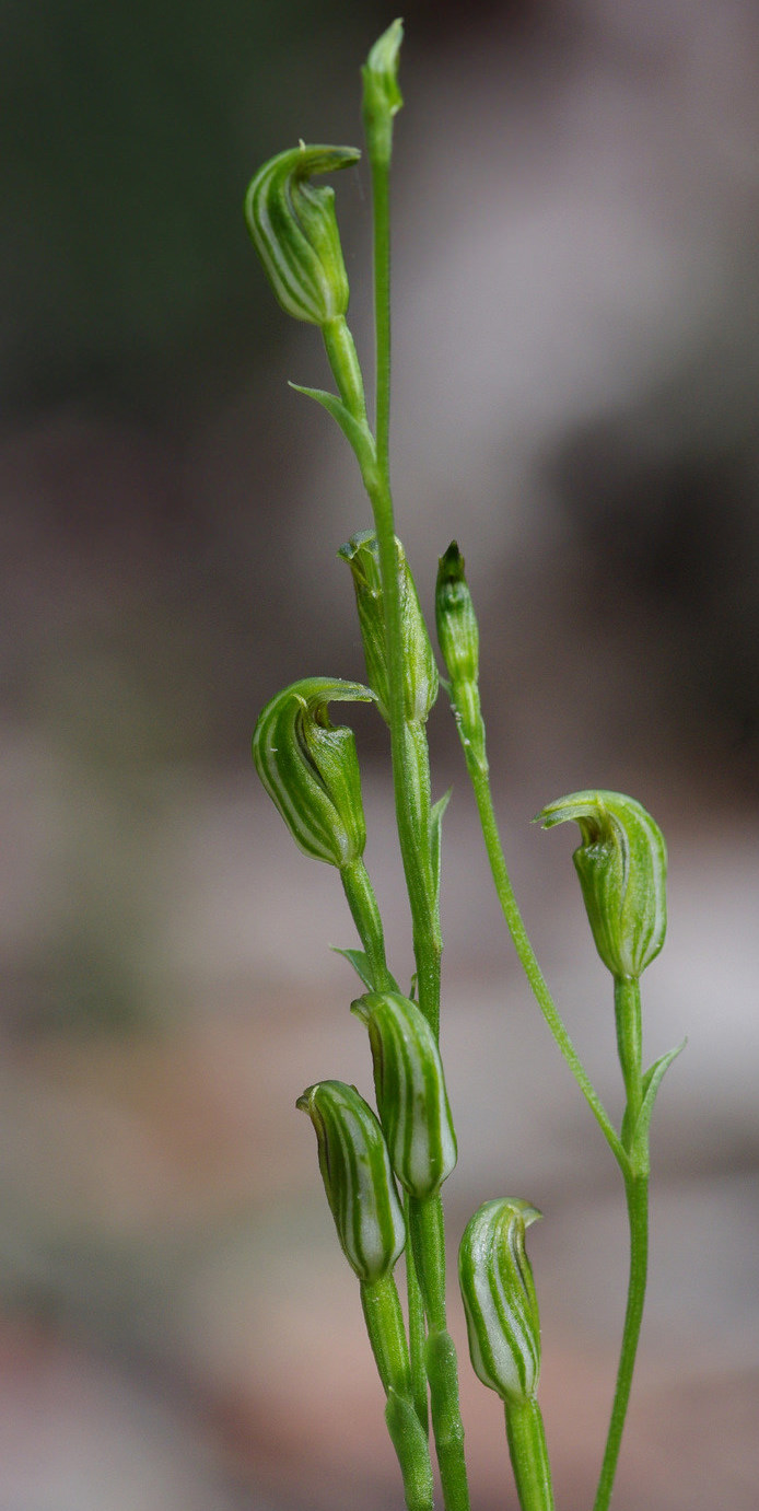 Pterostylis parviflora (tiny greenhood) (alternate view 7)
