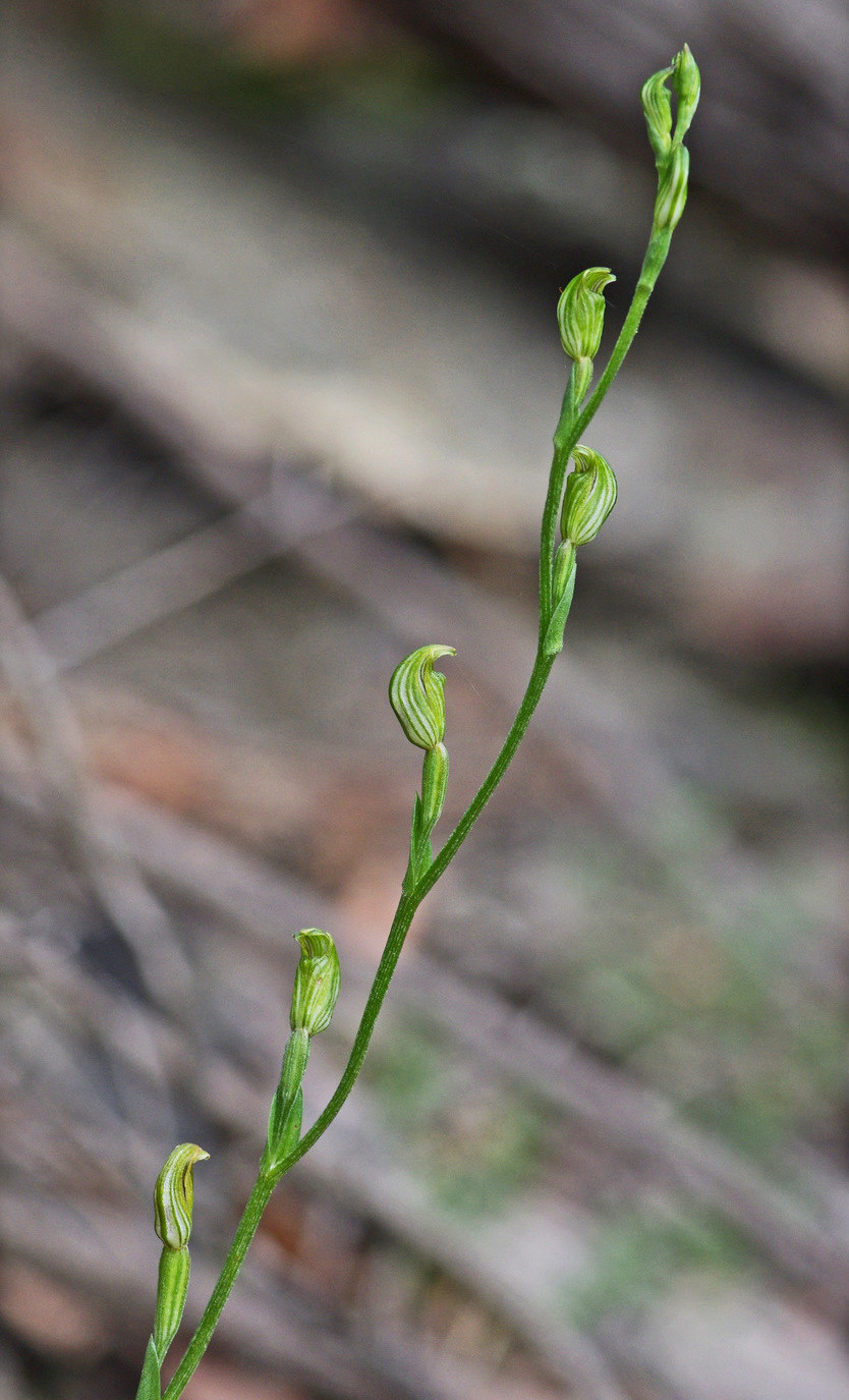 Pterostylis parviflora (tiny greenhood) (alternate view 8)