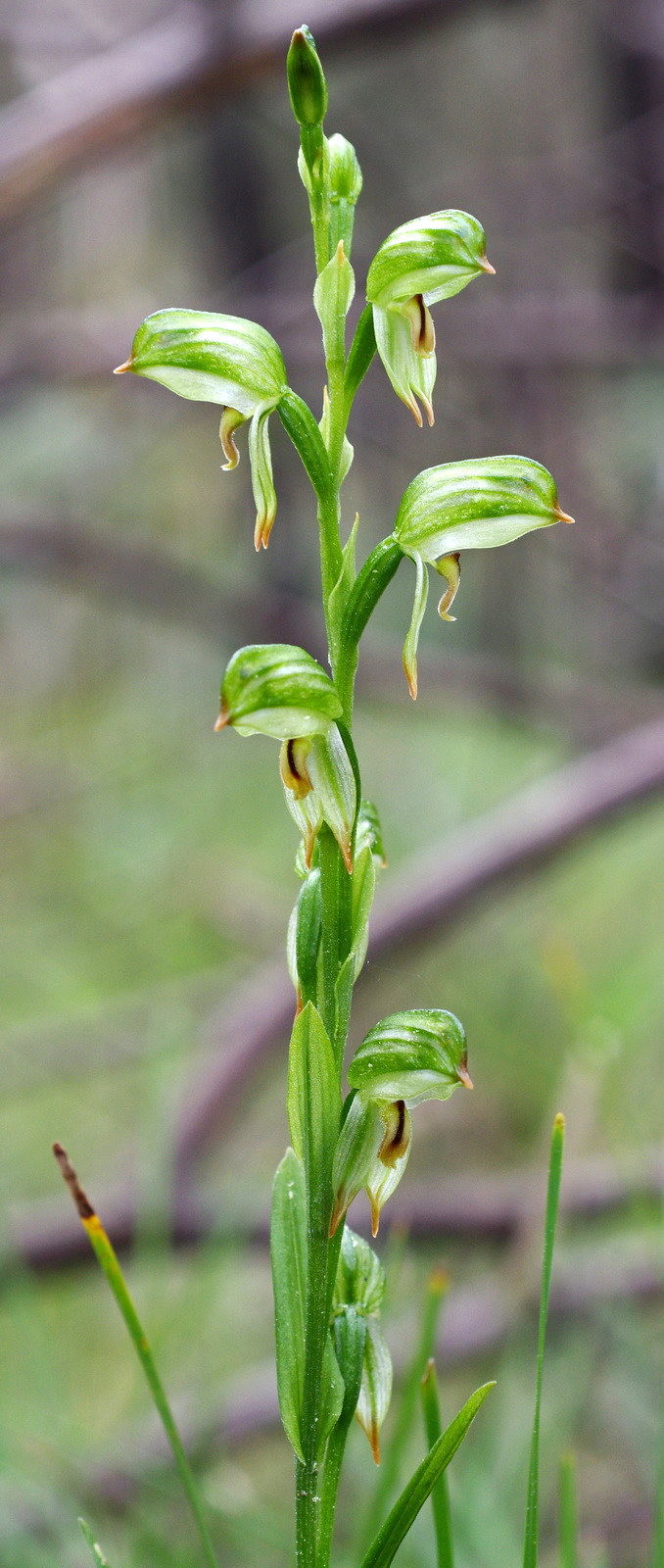 Pterostylis melagramma (tall greenhood) (alternate view 4)