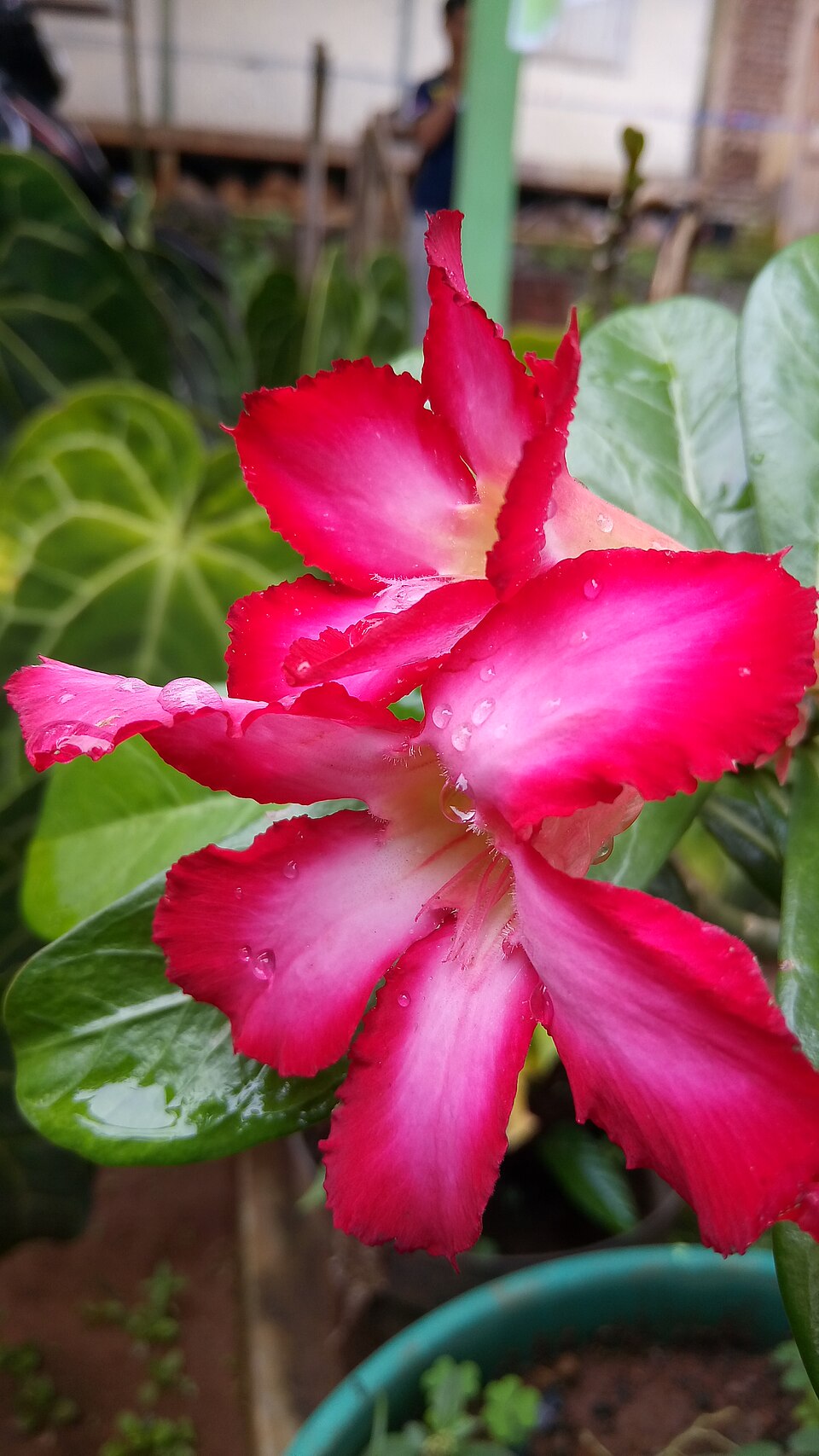 Adenium (alternate view 3)