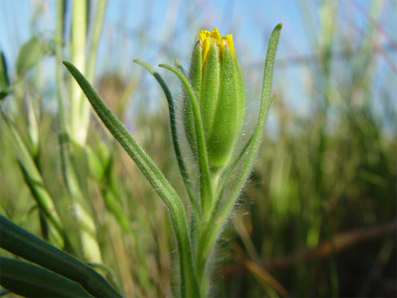 Achyrachaena mollis (Blow Wives)