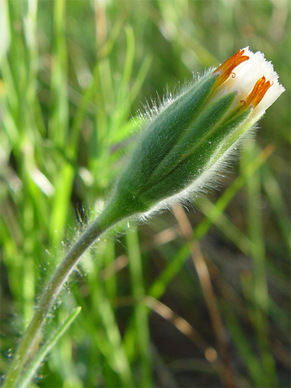 Achyrachaena mollis (Blow Wives) (alternate view 2)