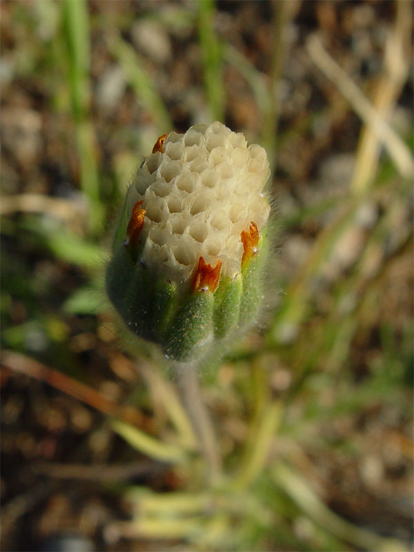 Achyrachaena mollis (Blow Wives) (alternate view 3)