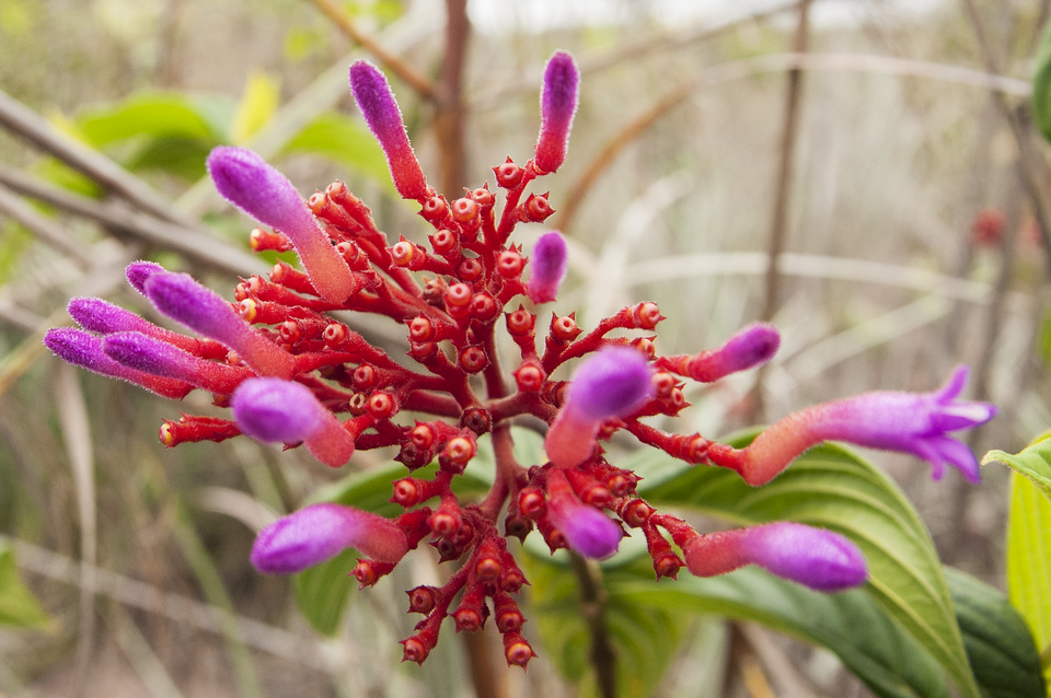 Palicourea