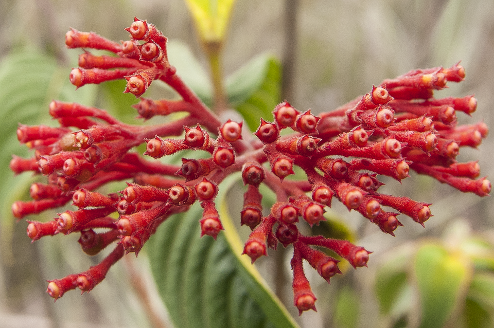 Palicourea (alternate view 2)