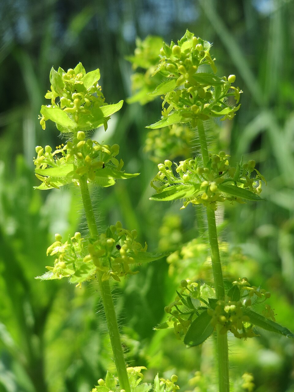Cruciata laevipes (Crosswort)