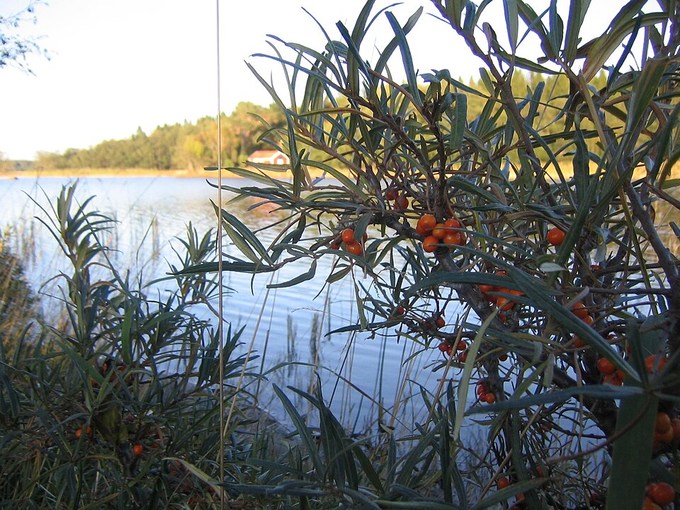 Hippophae rhamnoides (Sea-buckthorn)
