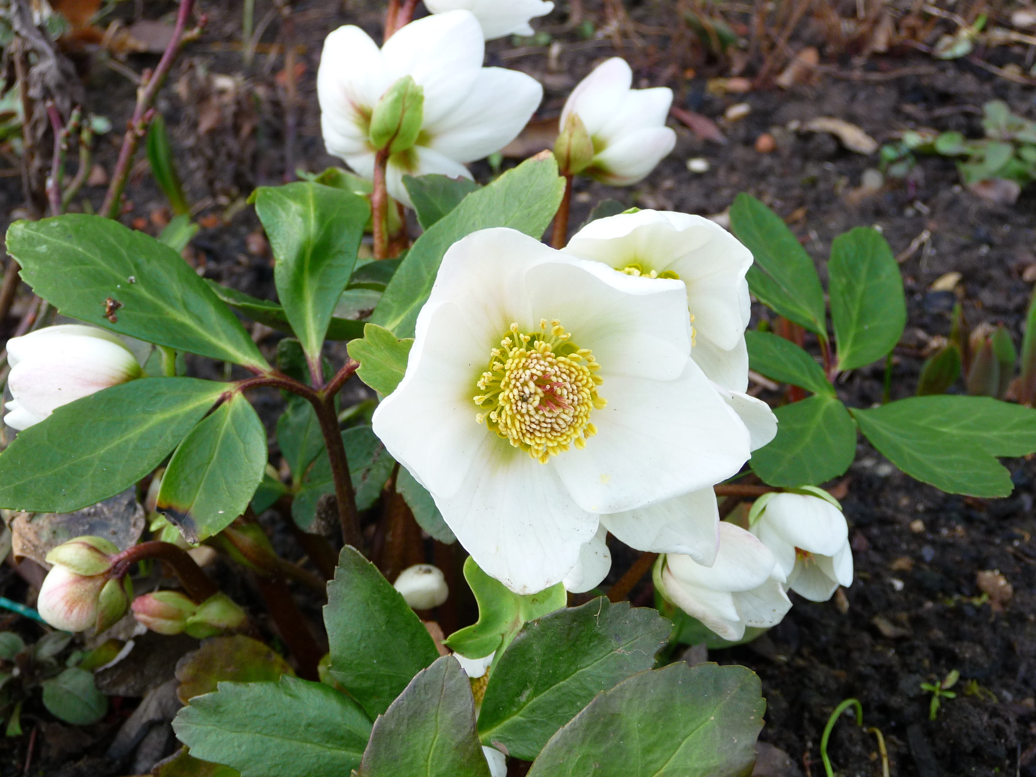 Helleborus niger, Christmas rose — clumping evergreen (Ranunculaceae) (image 9 of 10)