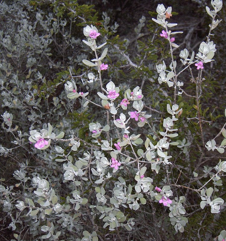 Leucophyllum frutescens, Texas sage — mounding evergreen (Scrophulariaceae) (image 6 of 10)
