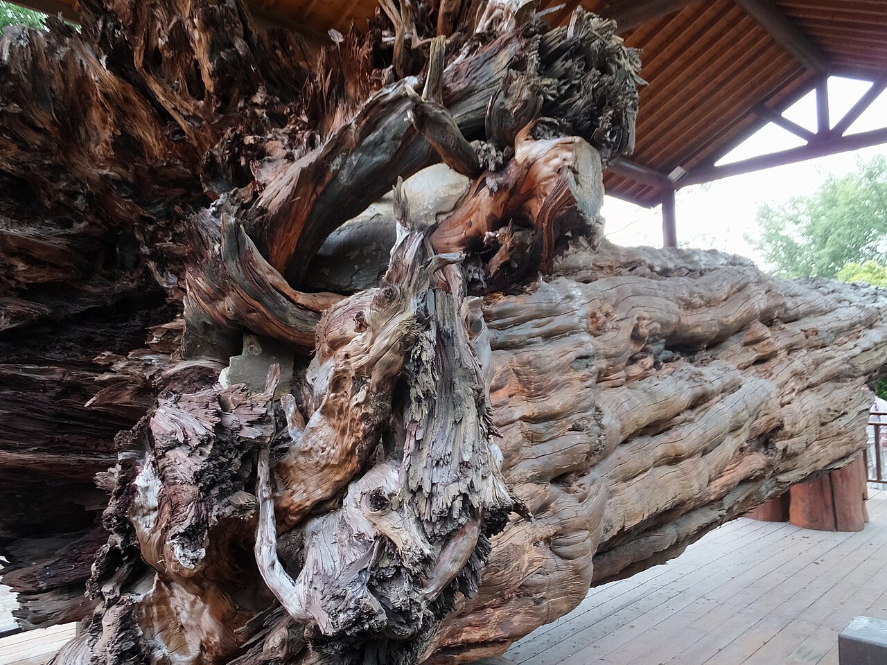 Taxus chinensis, Chinese yew — upright evergreen (Taxaceae) (image 2 of 10)