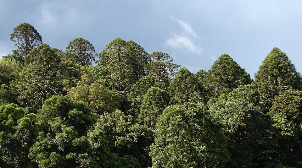 Araucaria bidwillii (Bunya Pine) (alternate view 6)