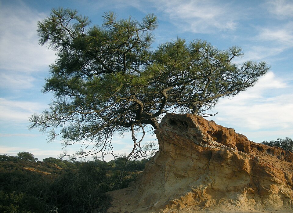 Pinus torreyana (Torrey pine) (alternate view 6)