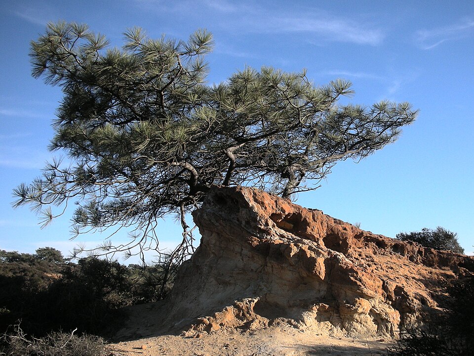 Pinus torreyana (Torrey pine) (alternate view 7)