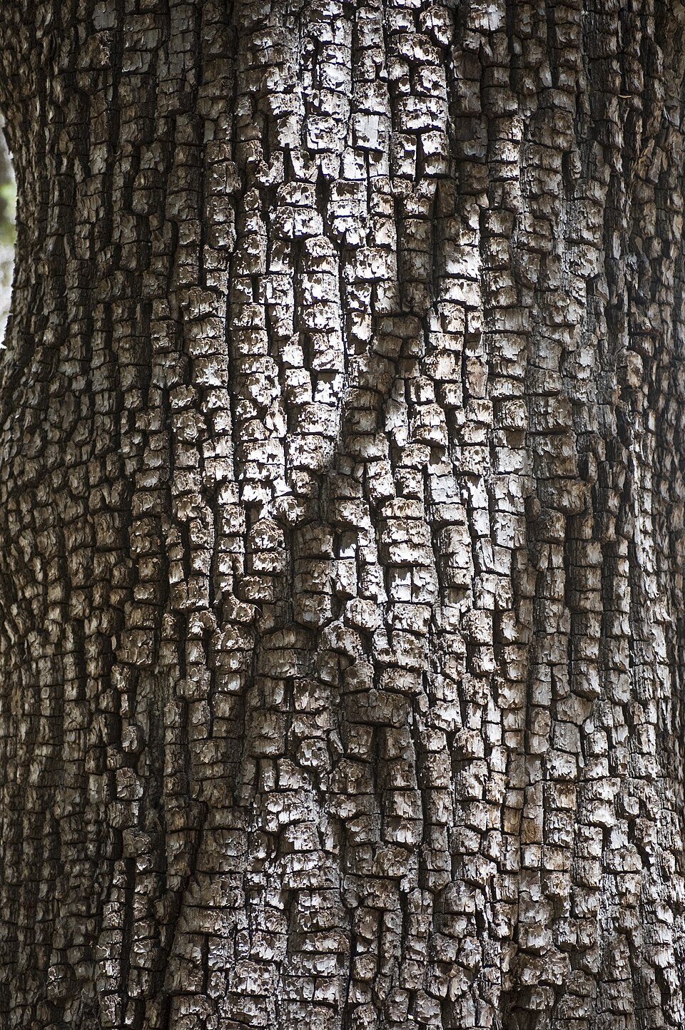 Juniperus deppeana (alligator juniper) (alternate view 7)