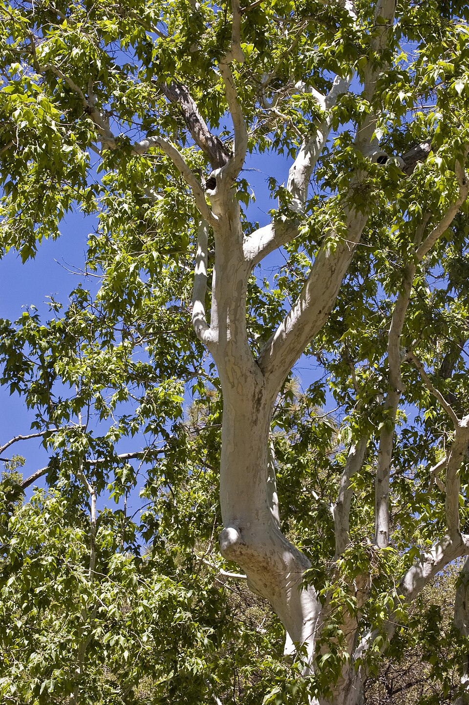 Platanus wrightii (Arizona sycamore) (alternate view 6)