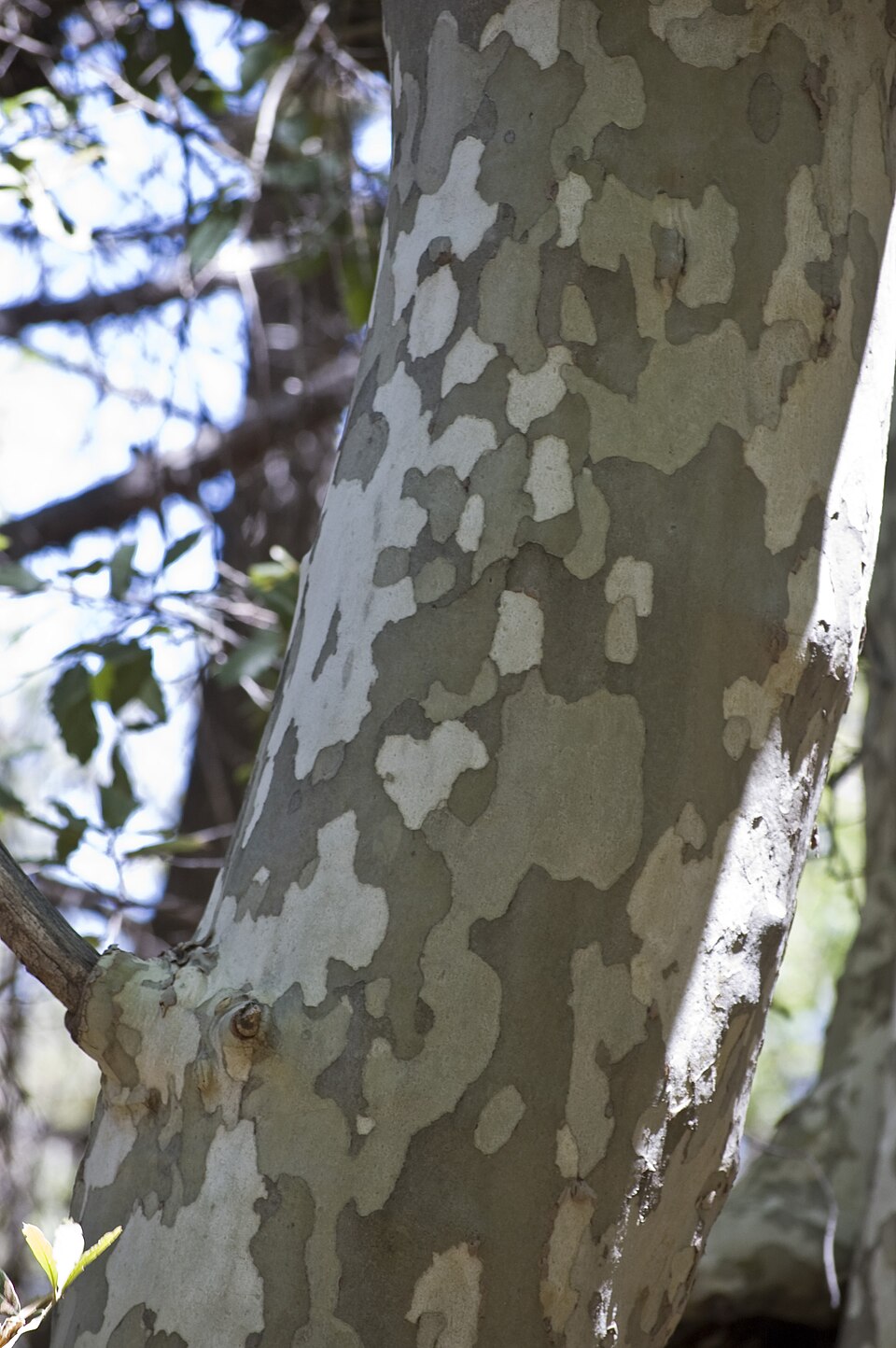 Platanus wrightii (Arizona sycamore) (alternate view 7)