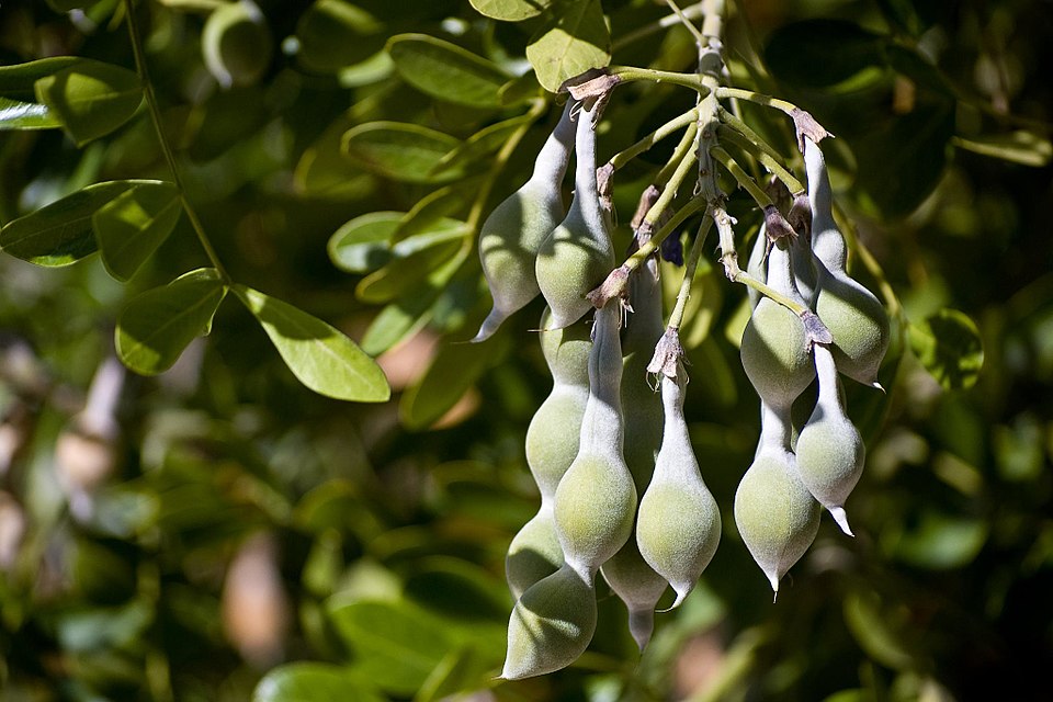 Dermatophyllum secundiflorum (Texas mountain laurel) (alternate view 4)