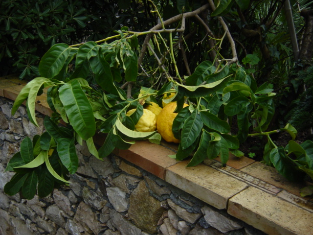 Citrus medica, Citron — spreading evergreen (Rutaceae) (image 1 of 10)