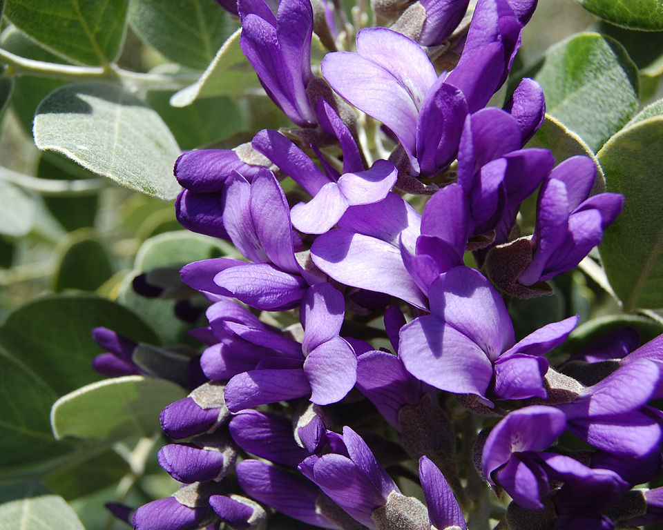 Dermatophyllum secundiflorum (Texas mountain laurel) (alternate view 5)