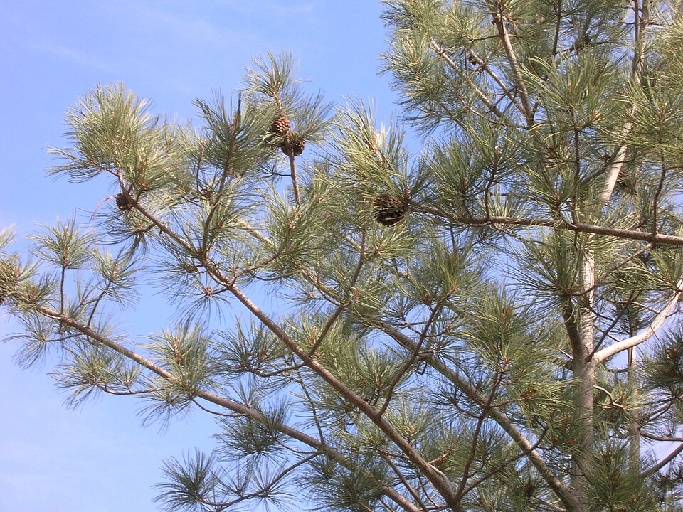 Pinus torreyana (Torrey pine) (alternate view 8)