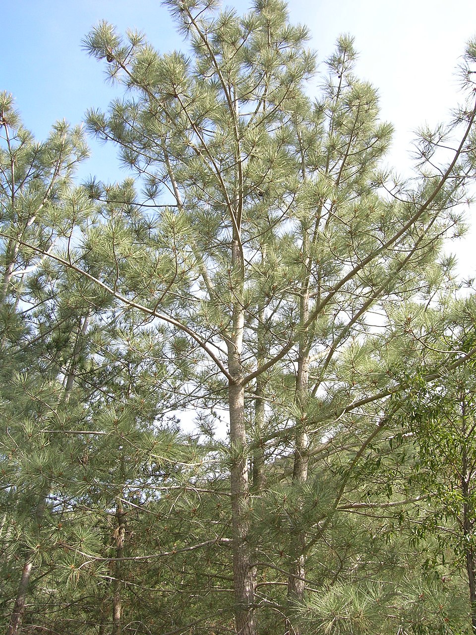 Pinus torreyana (Torrey pine) (alternate view 9)