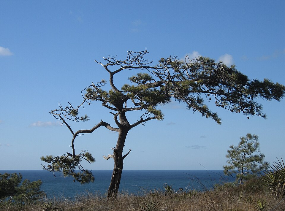 Pinus torreyana (Torrey pine) (alternate view 10)
