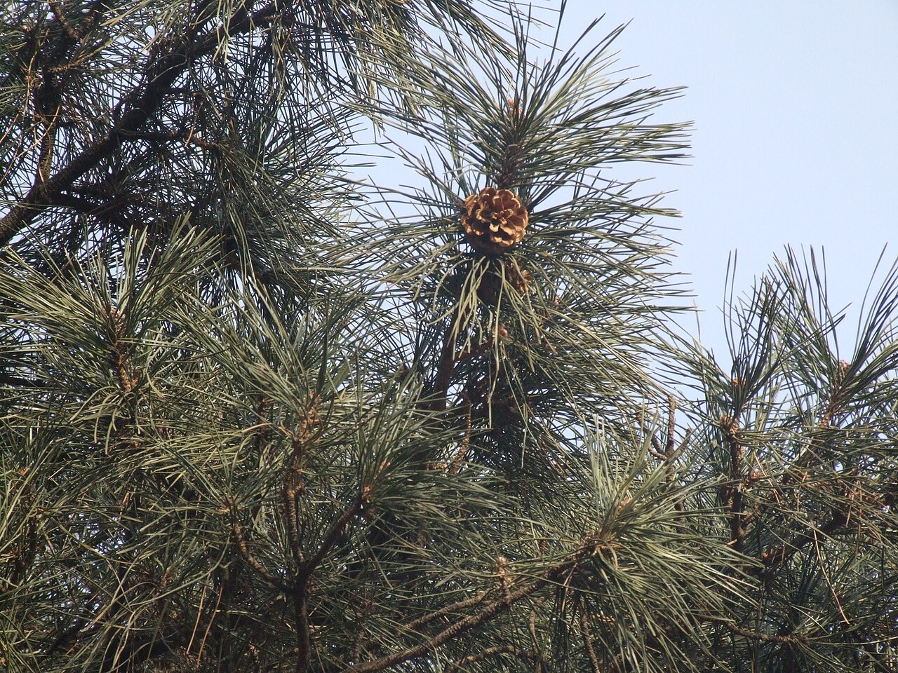 Pinus tabuliformis, Chinese red pine — upright evergreen (Pinaceae) (image 2 of 10)