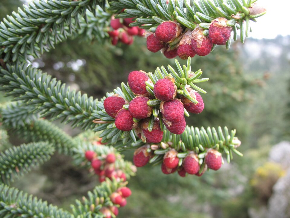 Abies pinsapo (Spanish fir) (alternate view 11)