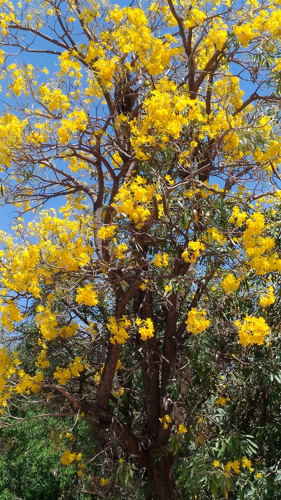 Tabebuia (Trumpet trees) (alternate view 2)