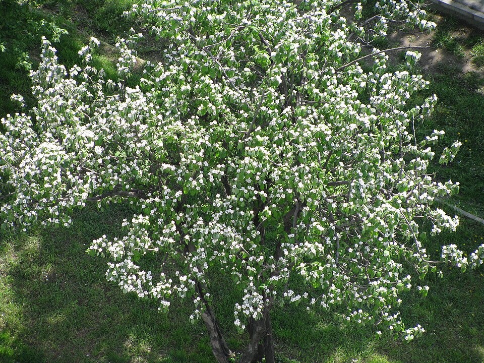 Cydonia oblonga (Quince) (alternate view 5)