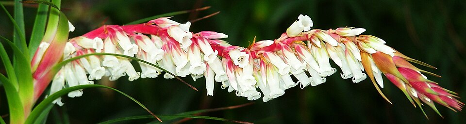 Dracophyllum secundum (necklace heath) (alternate view 2)
