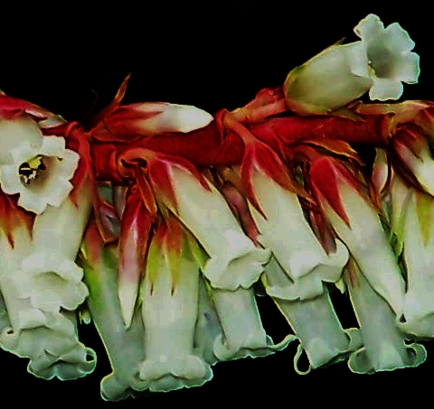 Dracophyllum secundum (necklace heath) (alternate view 3)