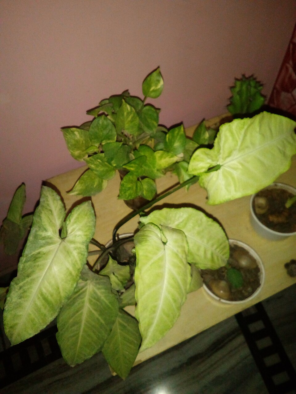 Syngonium (Arrow-head Vines) (alternate view 3)