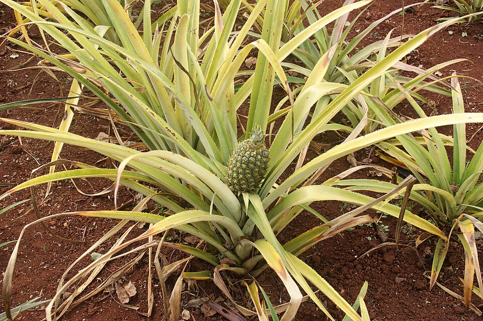 Ananas comosus (Pineapple Plant) (alternate view 6)