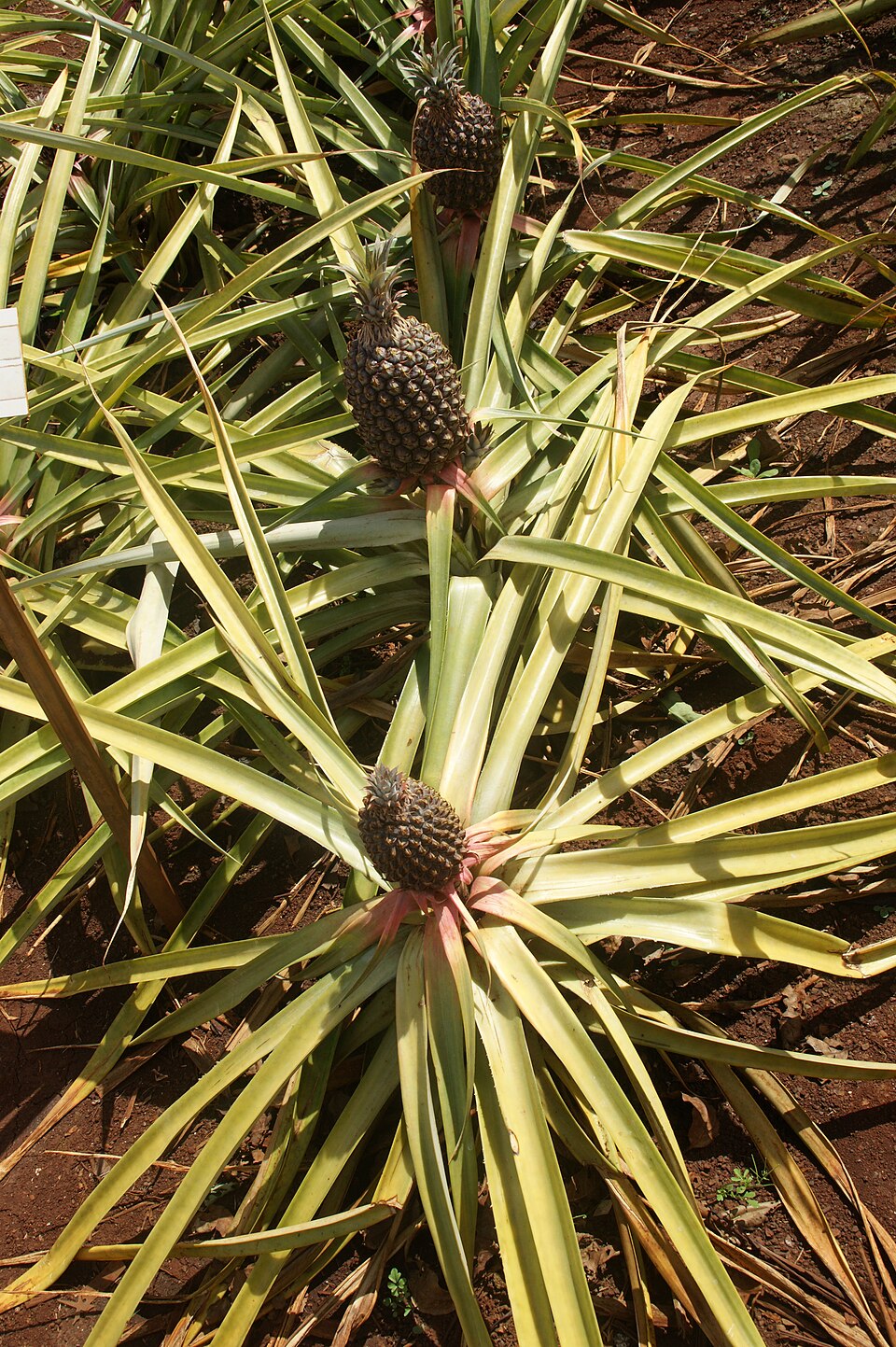 Ananas comosus (Pineapple Plant) (alternate view 7)