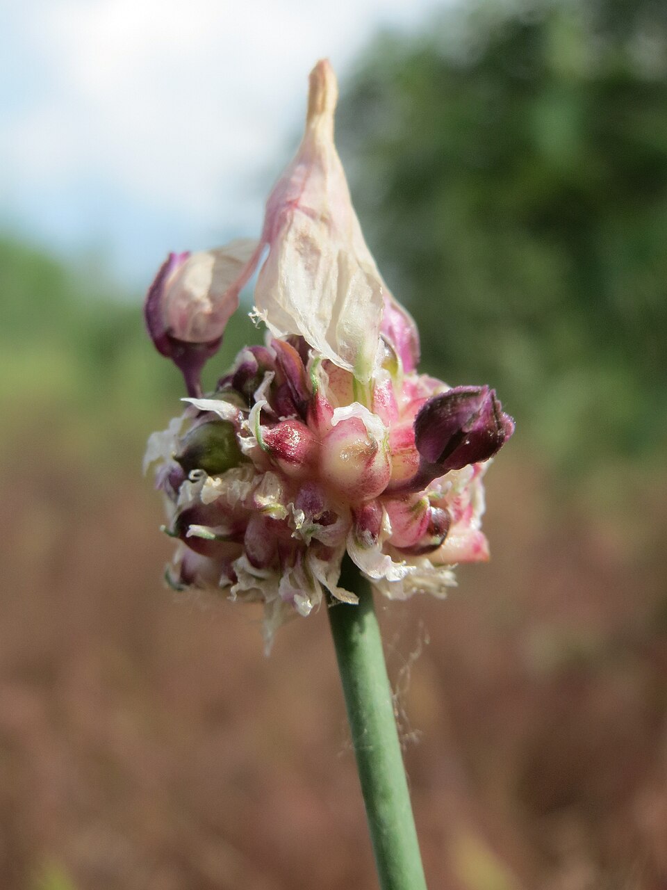 Allium vineale (wild garlic)