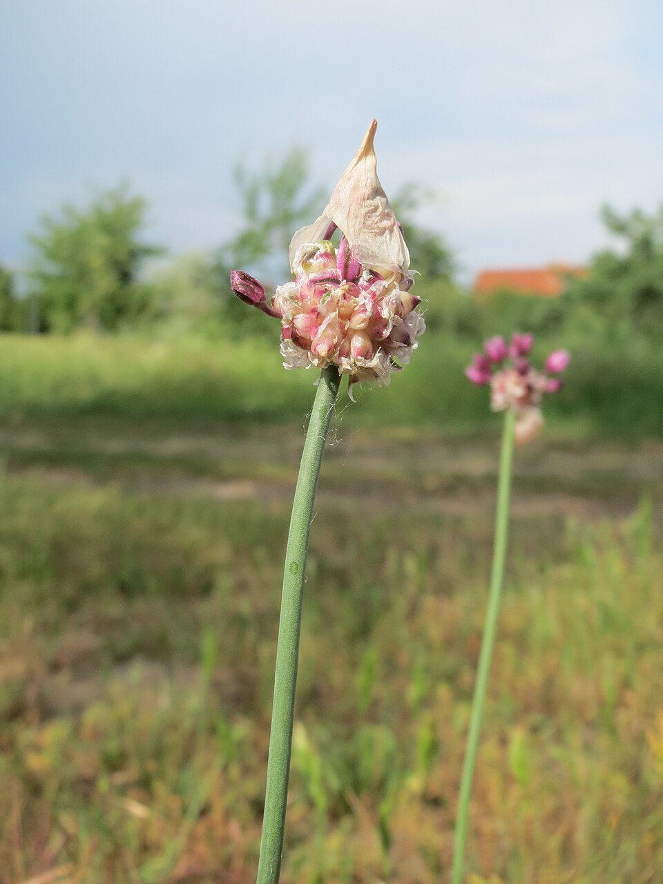 Allium vineale (wild garlic)
