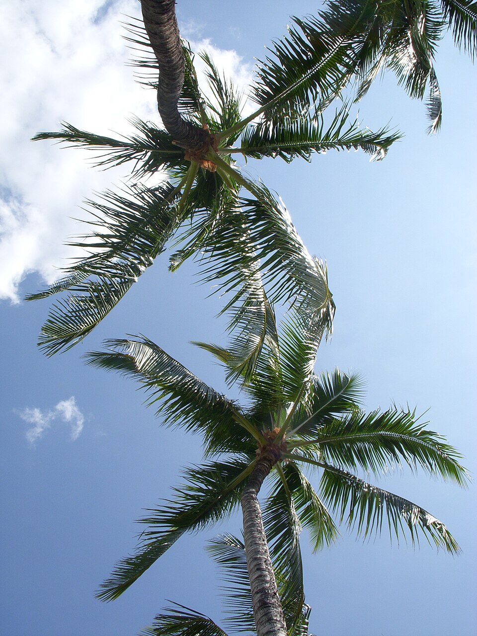 Cocos nucifera (Coconut Palm) (alternate view 4)