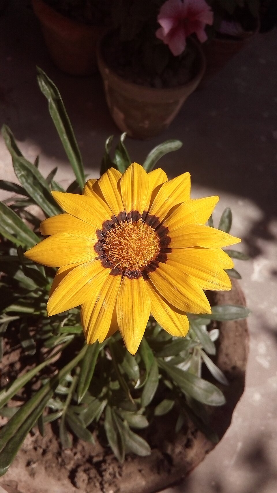 Gazania × splendens (Garden Treasure Flower) (alternate view 4)