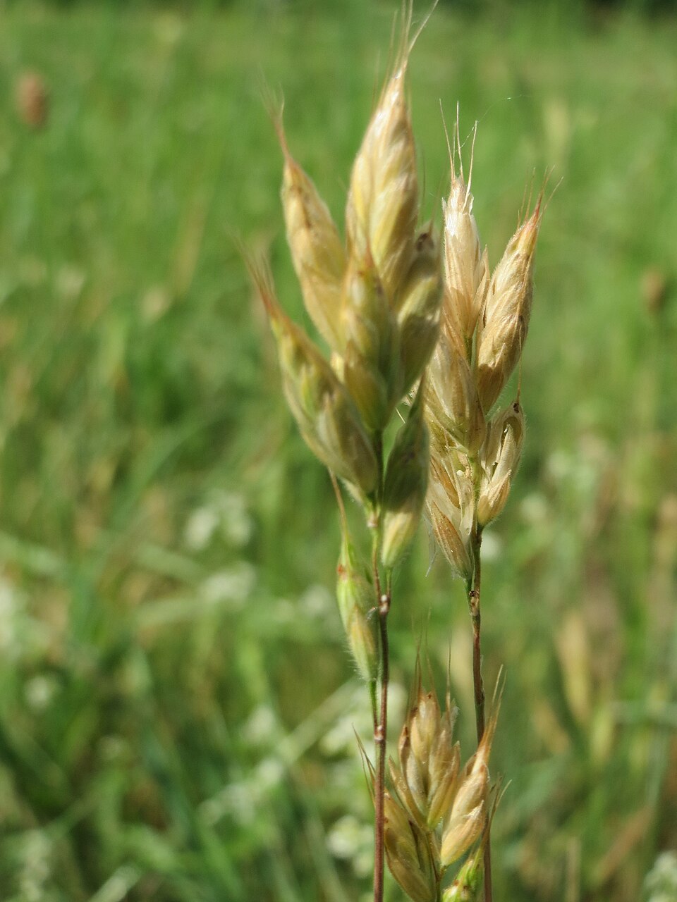 Bromus hordeaceus (common soft brome)