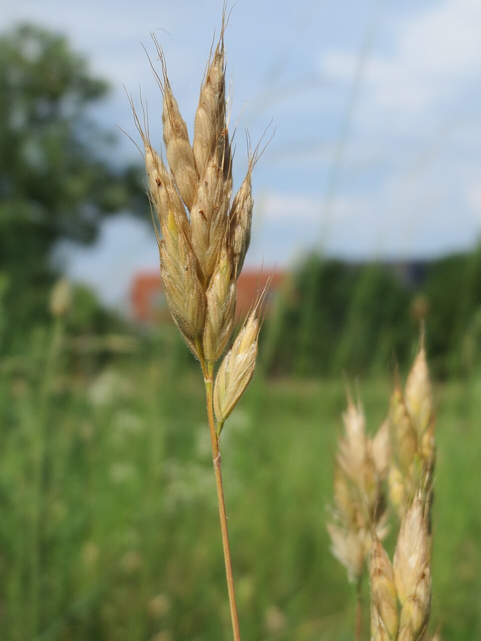 Bromus hordeaceus (common soft brome)