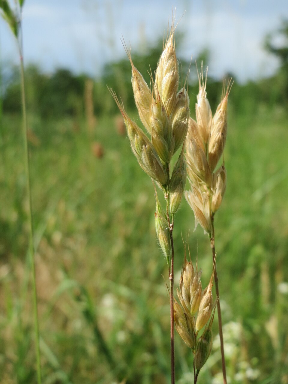 Bromus hordeaceus (common soft brome)