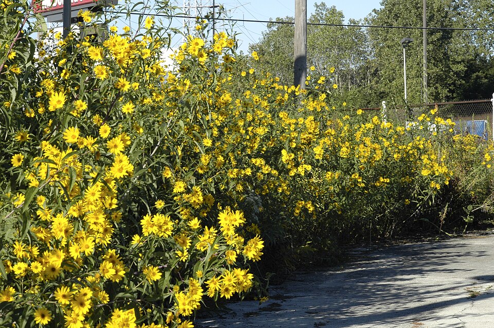 Helianthus grosseserratus (sawtooth sunflower) (alternate view 10)