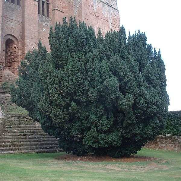Taxus baccata 'Fastigiata' (Irish Yew)