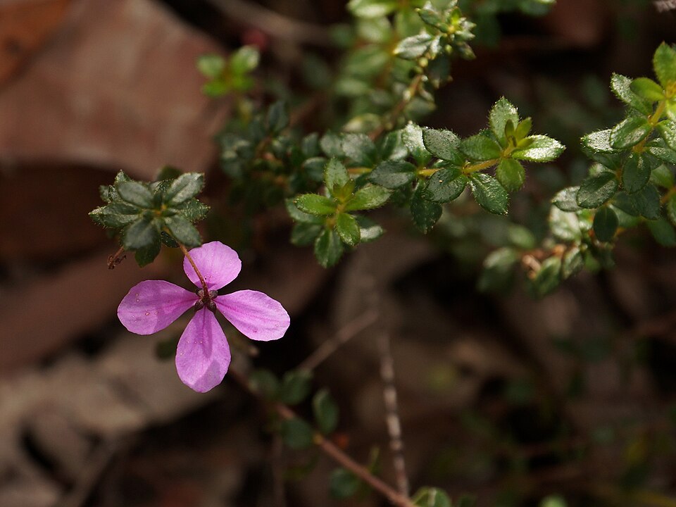 Tetratheca thymifolia (Thyme Pink-bells) (alternate view 3)